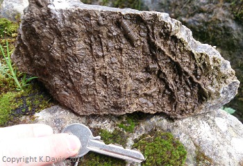 Crinoid fossils Castleton